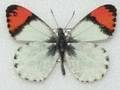 Sara Orange Tip Butter fly Life Cycle